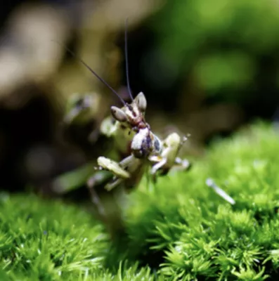 La profondeur de champ en macro